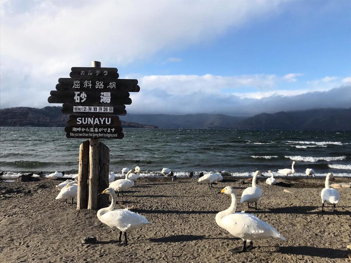 2020年11月26日，北海道屈斜路湖邊，美麗的白天鵝懶散地在沙灘上曬著太陽。（張鐘元／大紀元）