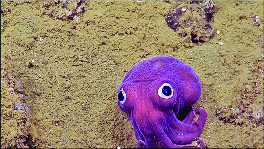 美加州900米深海大眼紫魷魚如卡通