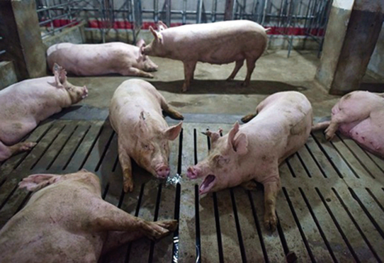 專家擔憂，非洲豬瘟病毒若發生變異感染人體，後果將不堪設想。 （AFP）