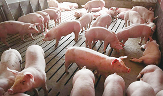 中國非洲豬瘟疫情持續數年，重創養豬業。（Getty Images）