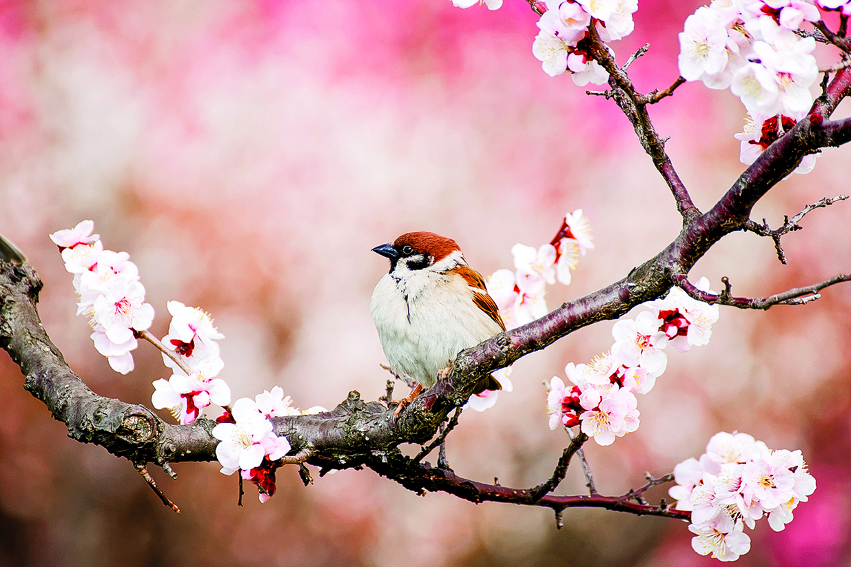 花 天 月 地 麻雀