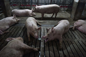 【前線採訪】華為推出智慧養豬 養殖戶：防疫很難