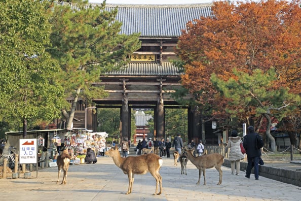 怕人多？日本京都奈良等地推「清晨觀光」