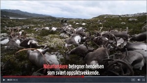 挪威一場雷暴擊斃322隻馴鹿 氣象專家震驚