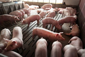 萬科、阿里、京東和華為擬加入養豬業