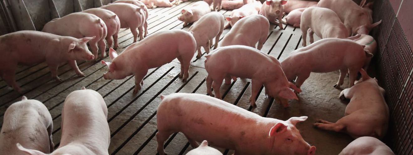 萬科、阿里、京東和華為擬加入養豬業