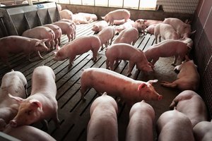 中國現非洲豬瘟新毒株 質疑為官方疫苗所致