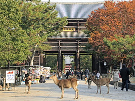 怕人多？日本京都奈良等地推「清晨觀光」
