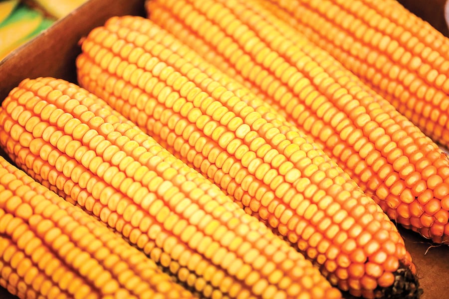 中共為何要求減少玉米大豆用量？
