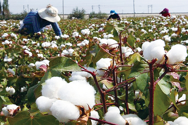 圖為中國農民在新疆地區哈密市農田中採摘棉花。（STR/AFP via Getty Images）