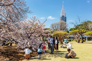 日本京都櫻花提前綻放 創1200多年最早紀錄