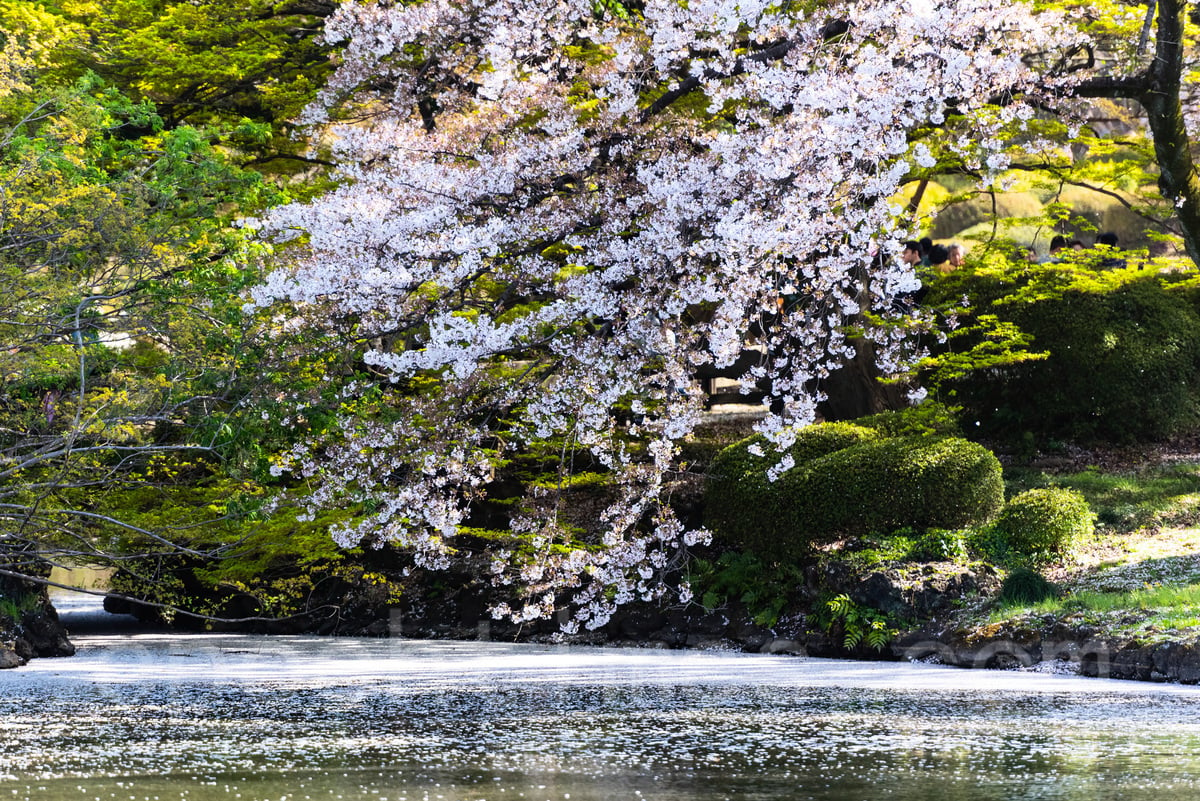 新宿御苑的櫻花，攝於2019年。（遊沛然／大紀元）