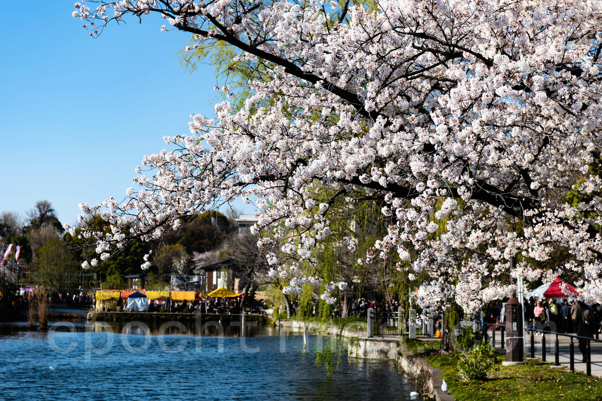 日本上野恩賜公園的櫻花 ，攝於2019年。（遊沛然／大紀元）