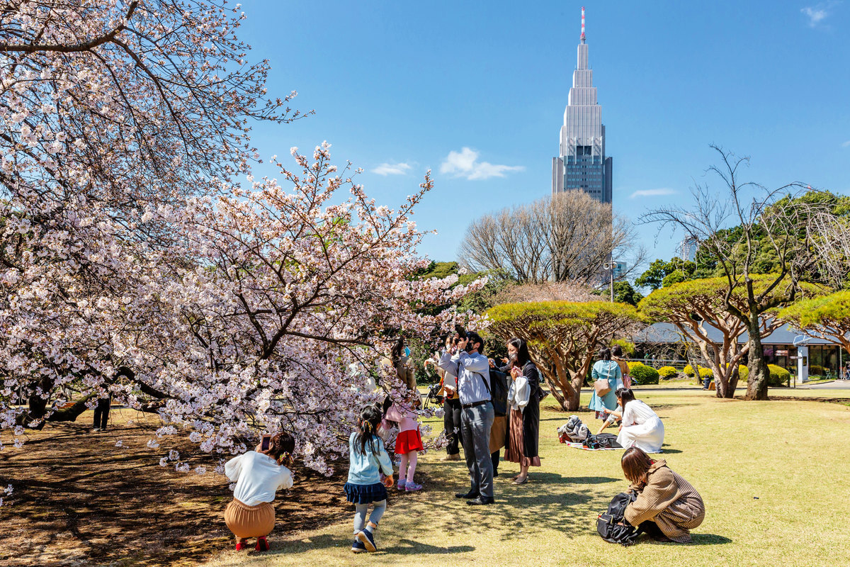 2021年3月底，日本東京的櫻花早早盛開，民眾匯於公園賞花。（Yuichi Yamazaki/Getty Images）