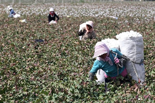 中共無視國際標準 擬推「未來棉花」計劃自訂標準
