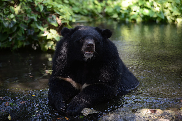 9月1日，在日本群馬縣山林中，一頭黑熊向一名在溪流中釣魚的男子發起襲擊，殊不知這名男子是位高段位的空手道高手，結果很快分出勝負，黑熊被一頓胖揍，只好認輸、灰頭土臉地逃走了。（Getty Images）