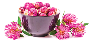 紅花苜蓿富含異黃酮   有效緩解更年期症狀   預防慢性病