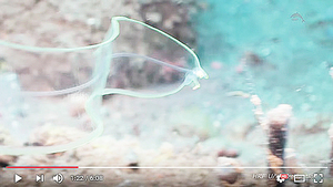年幼鰻魚全身透明如同來自異世界波浪狀生物