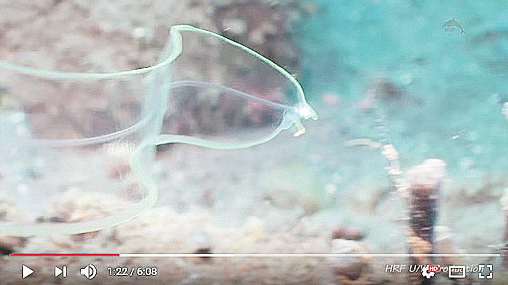 年幼鰻魚全身透明如同來自異世界波浪狀生物