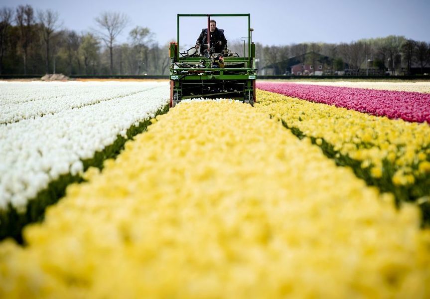 荷蘭 4月製造業如鬱金香花海般燦爛盛放 兩個月連創新峰