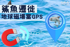 研究發現鯊魚利用地球磁場當「GPS」來遷徙