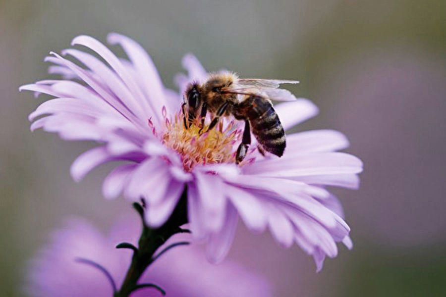 科學家訓練蜜蜂嗅出中共病毒