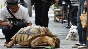 140斤烏龜可以當馬騎 老人帶它散步成街頭一景