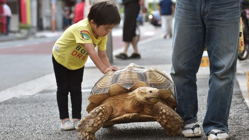 烏龜Bon-chan（彭禪）已經重達140斤，並可以當馬騎。（ KAZUHIRO NOGI/AFP via Getty Images)