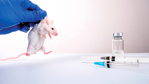 為甚麼實驗室「小白鼠」多為雄性？