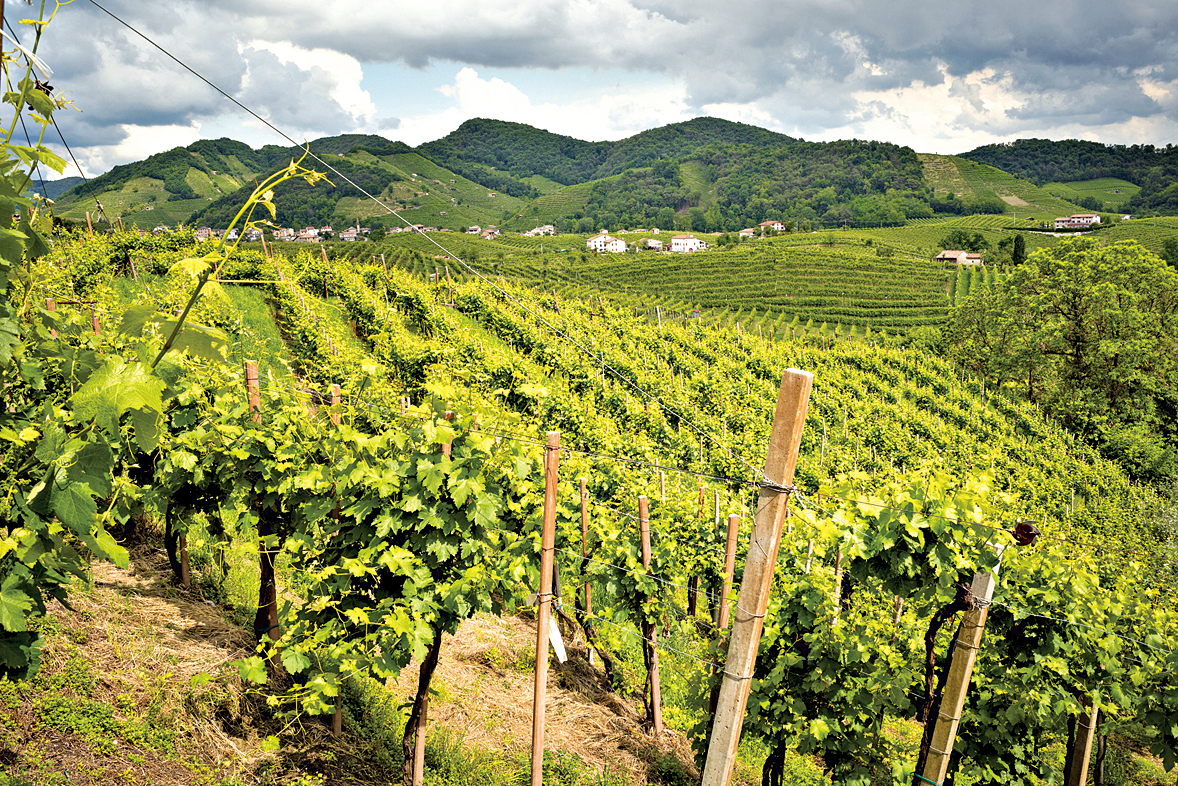 甫沙可釀自意大利東北部Veneto區出產的Glera葡萄。