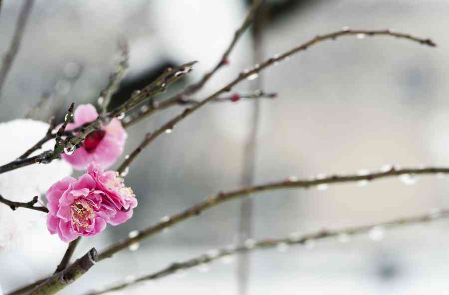 落梅尚有香如故 唐宮后妃系列之梅妃江采蘋（下）