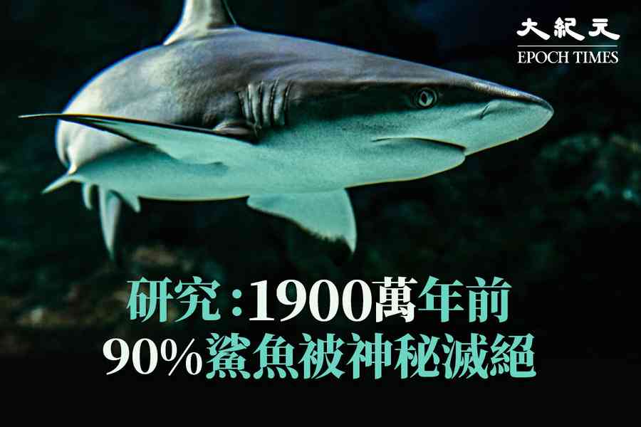 研究：1900萬年前90%鯊魚被神秘滅絕