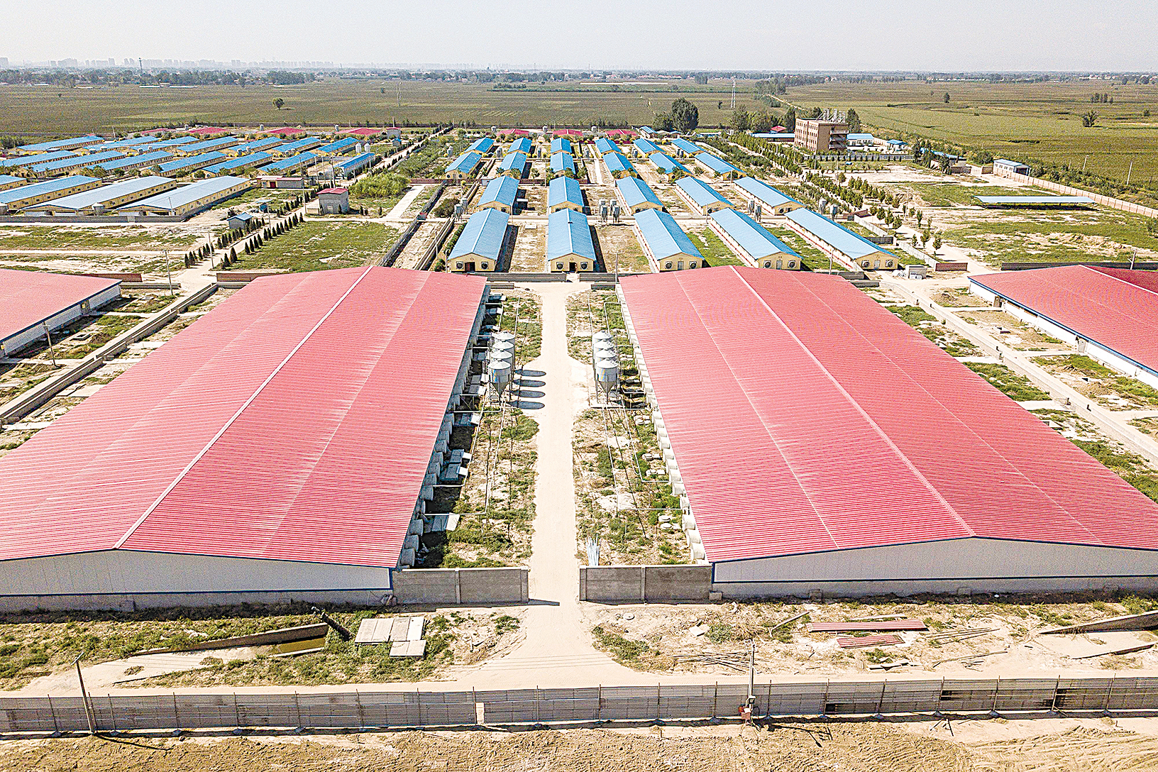 前兩年，中國的養豬業很繁榮。圖為2019年地處北京郊外的大型養豬場。（Getty Images）