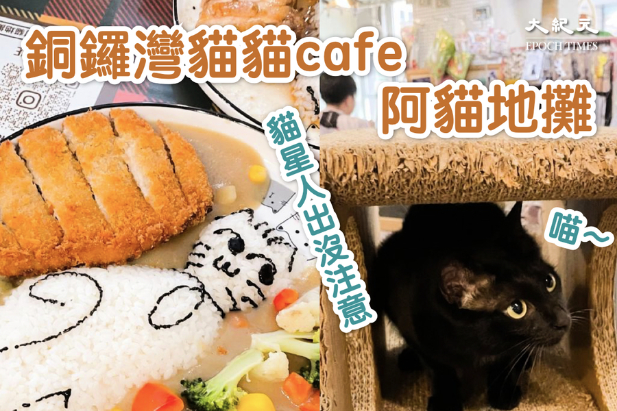 快點來和喵星人玩啦！銅鑼灣貓貓咖啡店-「阿貓地攤」