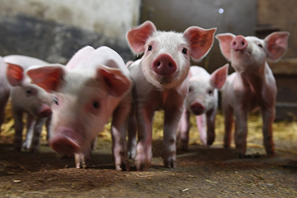 近日，大陸豬肉連續20周持續下跌，養豬戶虧的連飼料錢都收不回來。豬仔示意圖。（DAMIEN MEYER/AFP via Getty Images）
