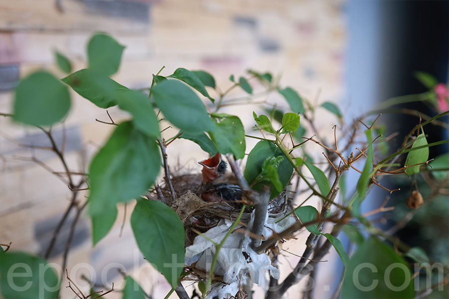 在植物叢間不經意間多出了一個鳥巢，嗷嗷待哺的小生命更顯得實驗室生機勃勃。（陳仲明／大紀元）