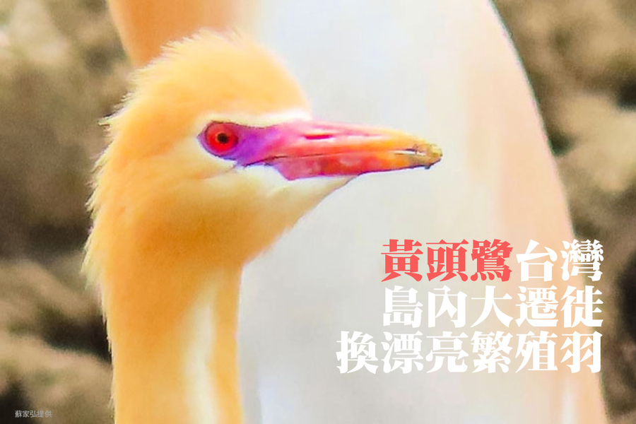 黃頭鷺台灣島內大遷徙 換漂亮繁殖羽