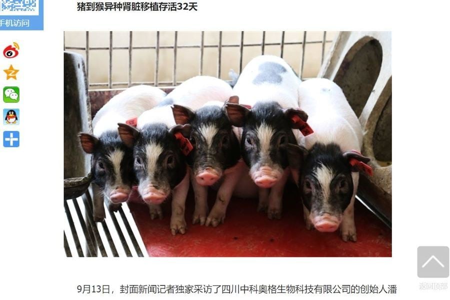 中共突破倫理的典型實驗：基因改造豬用於器官移植