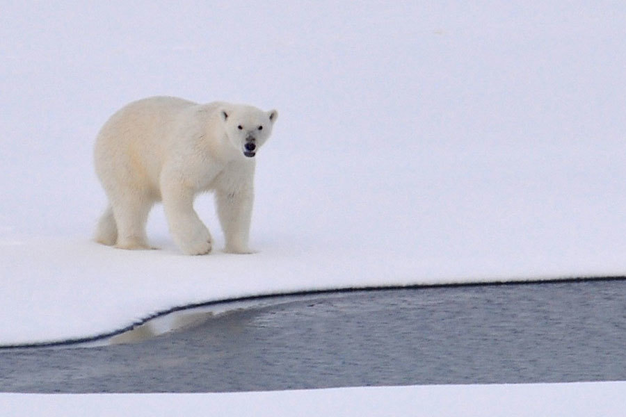 駐紮在北極圈偏遠島嶼的五名俄羅斯氣象學家已被北極熊圍困了將近兩個星期。（資料圖片／pixabay）