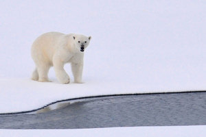 五名俄羅斯科學家被北極熊圍困近兩周