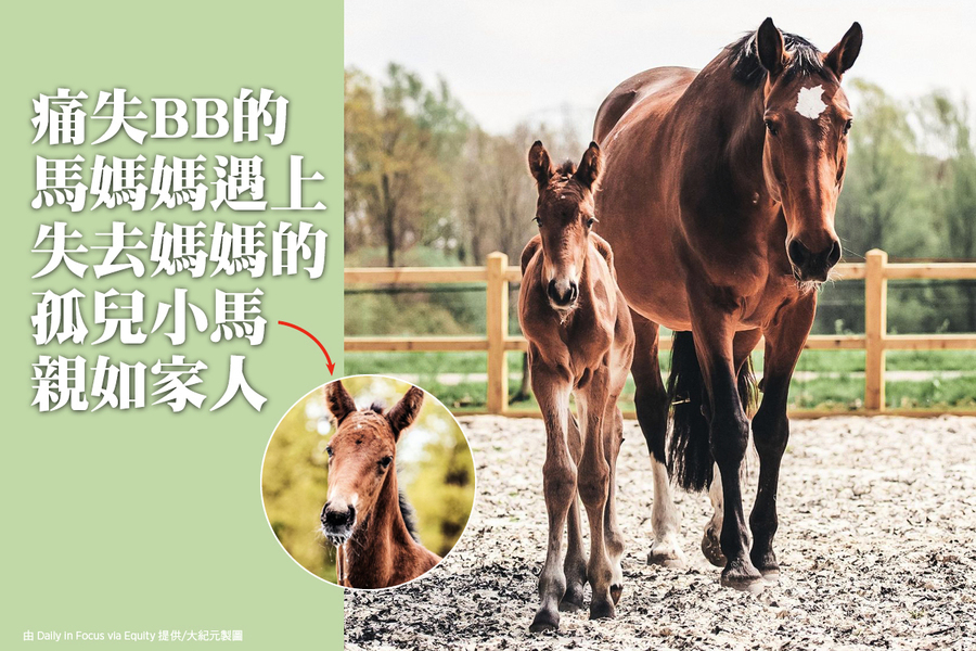 痛失BB的馬媽媽遇上失去媽媽的孤兒小馬 親如家人