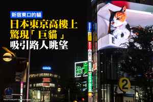 新宿高樓上驚現「巨貓」 吸引路人眺望〔有影片〕