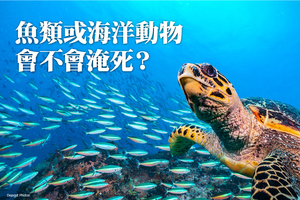 魚類或海洋動物也有「淹死」問題？