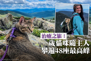 治癒之旅：一歲貓咪隨主人攀遍48座最高峰