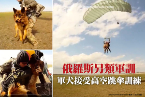俄羅斯另類軍訓：軍犬接受高空跳傘訓練