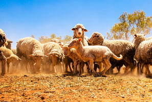 中國購入澳約九成羊毛 成最大買家