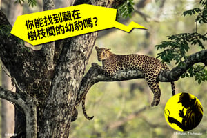【視力測驗】你能找到藏在樹枝間的幼豹嗎？（附答案）