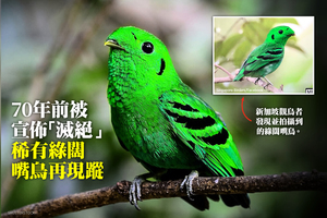 70年前被宣佈「滅絕」 稀有綠闊嘴鳥再現蹤