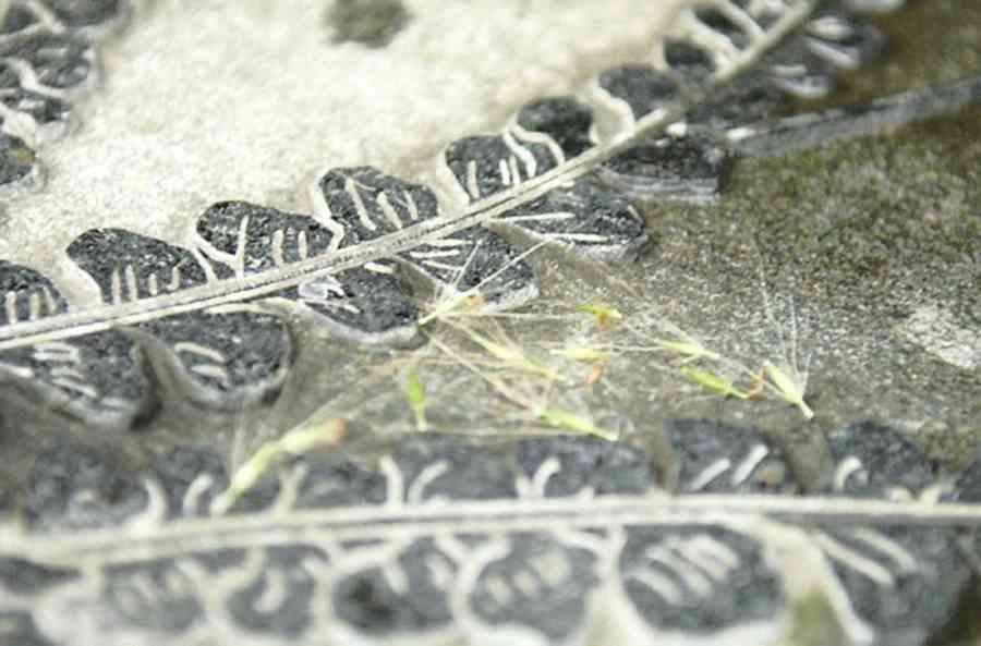 心靈剪影：微觀夢影