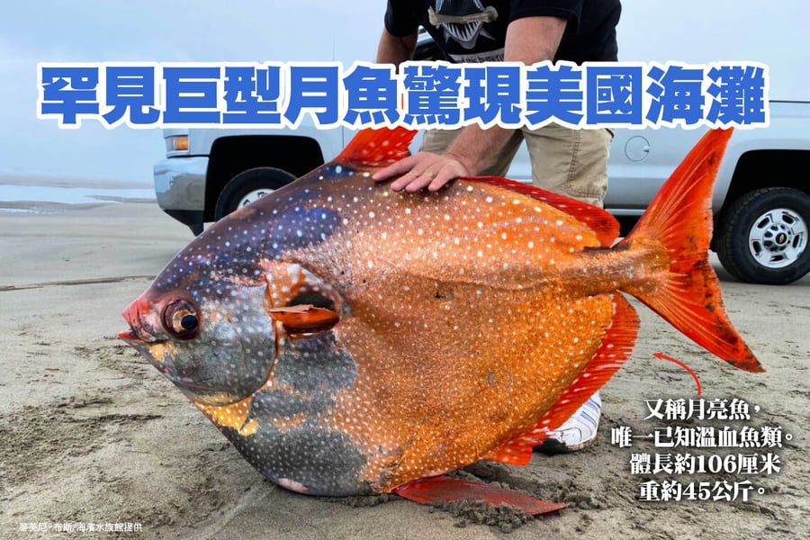 唯一已知溫血魚類 罕見月魚驚現美國海灘